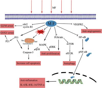 Progressive Study on the Non-thermal Effects of Magnetic Field Therapy in Oncology